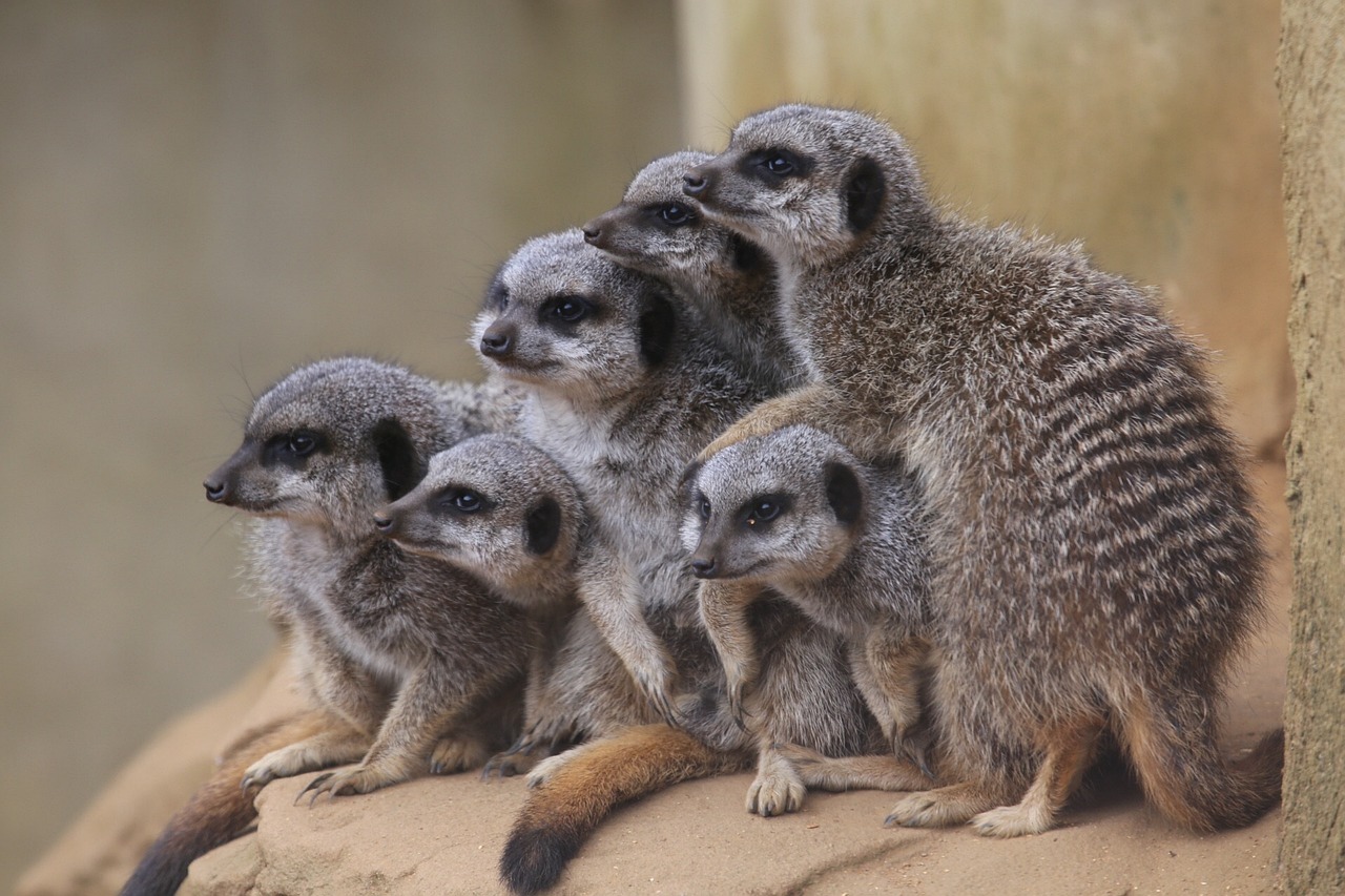 meerkats-2169908_1280.jpg